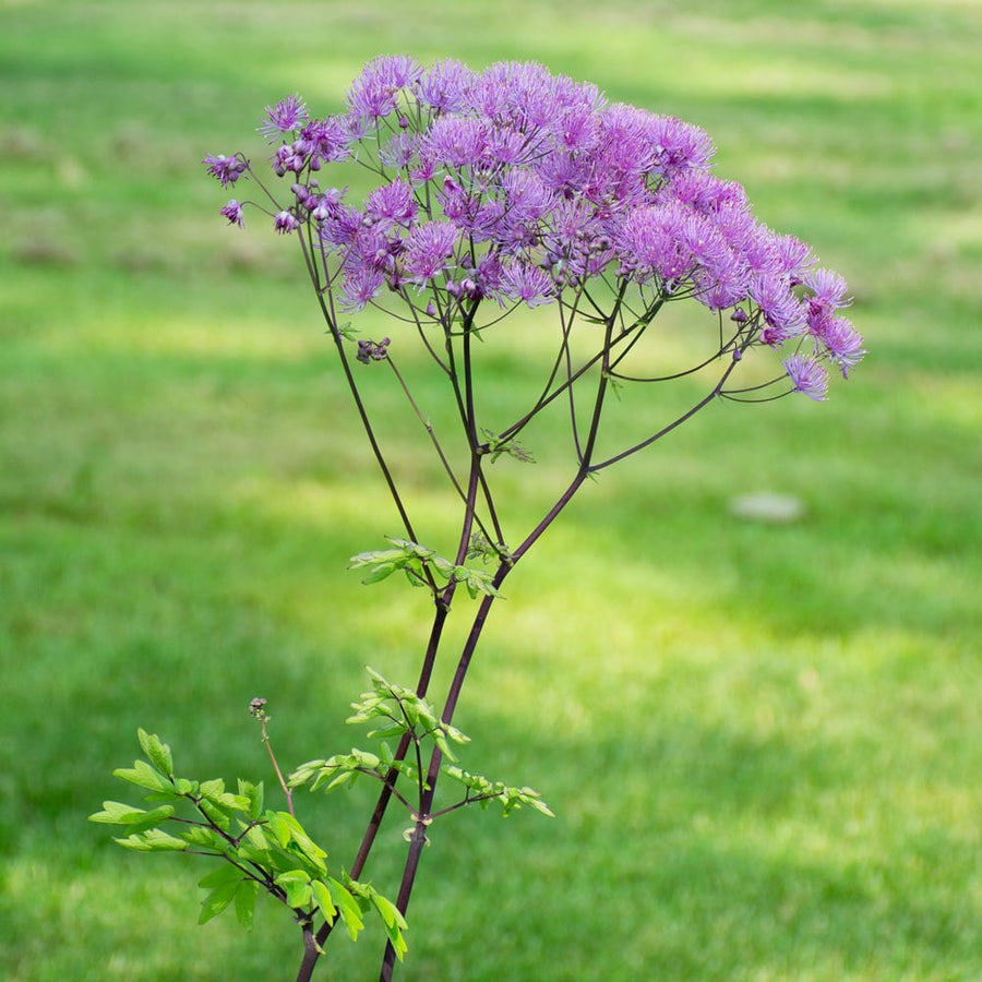 Thalictrum Black Stockings - Herbaceous - Windyridge Garden Centre