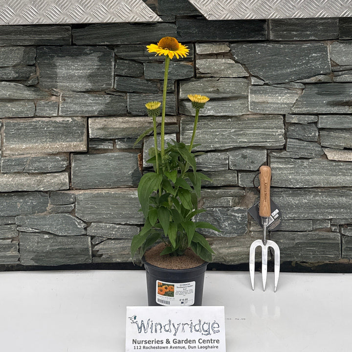 ECHINACEA 'SunSeekers Golden Sun'