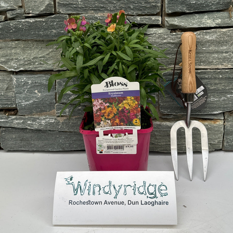 Erysimum Leya Rainbow Glow - Herbaceous - Windyridge Garden Centre