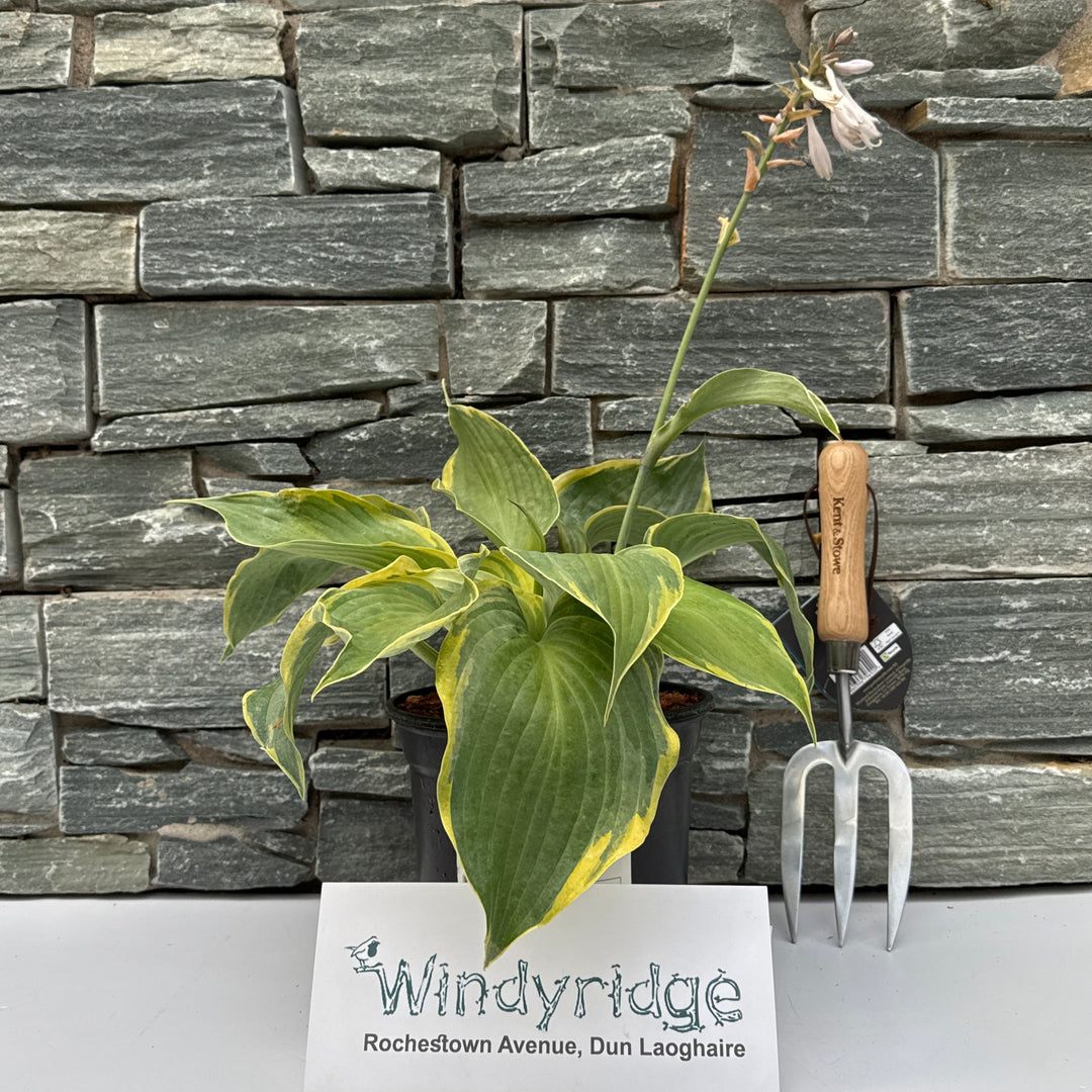HOSTA Earth Angel