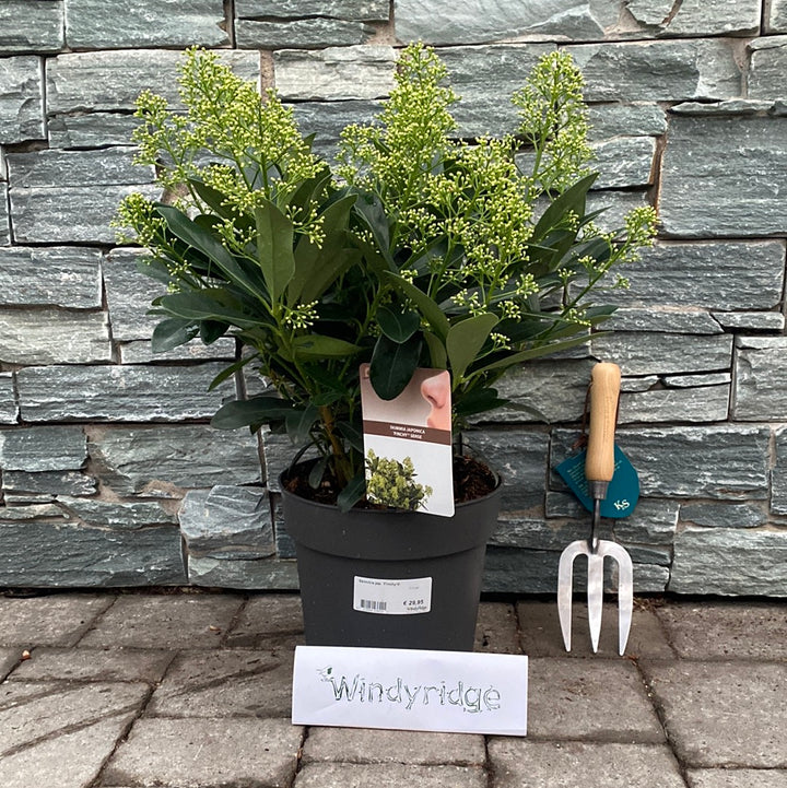 Skimmia jap.  Finchy ® / 5 Ltr pot