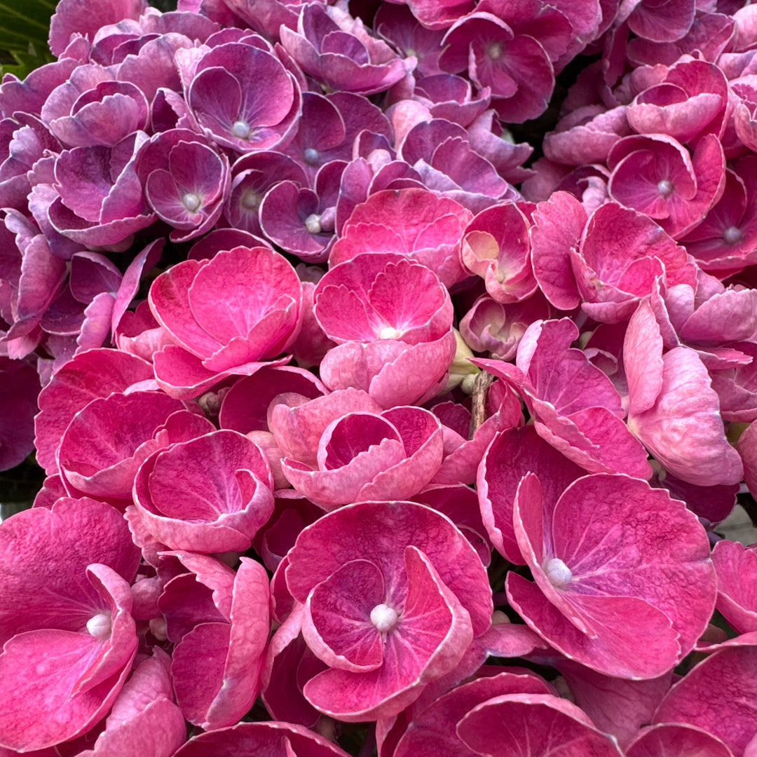 HYDRANGEA M. ROSIE PURPLE