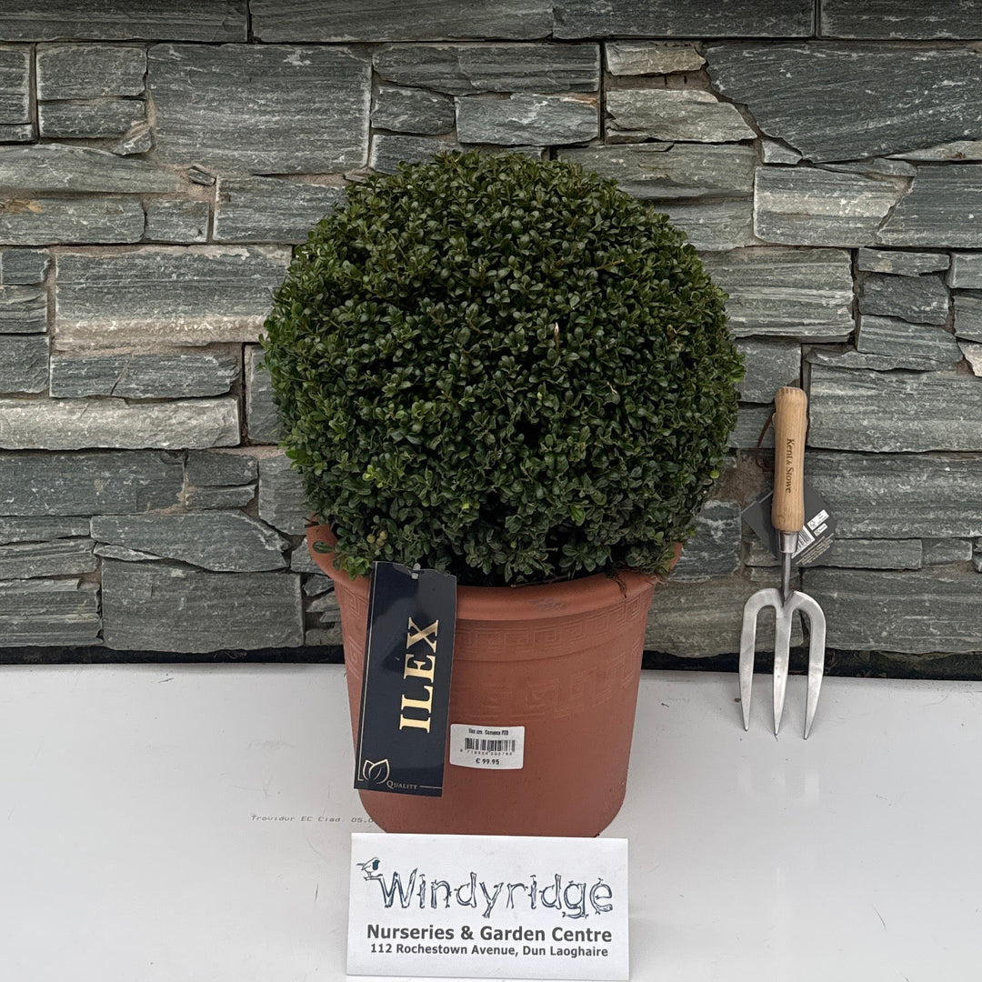 Ilex cr. Convexa P28-(10-LTR) Ball 40-45cm