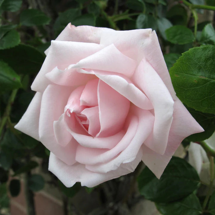 Rosa-New-Dawn-Flower-1