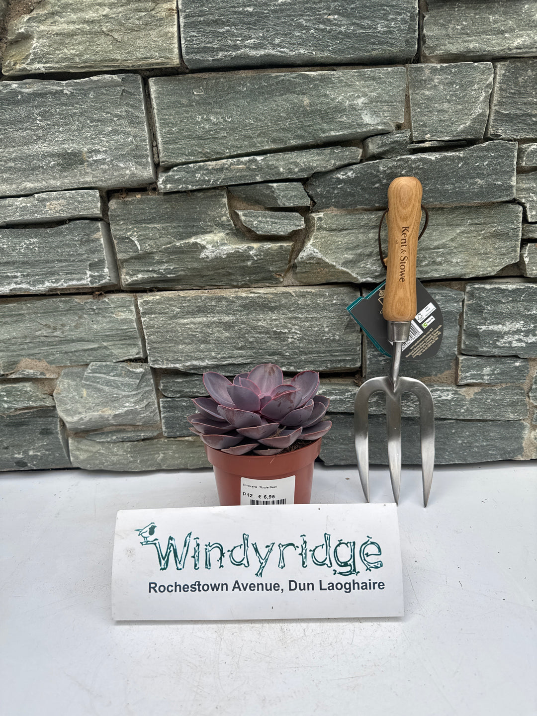 Echeveria Purple Pearl - Indoor Plants - Windyridge Garden Centre