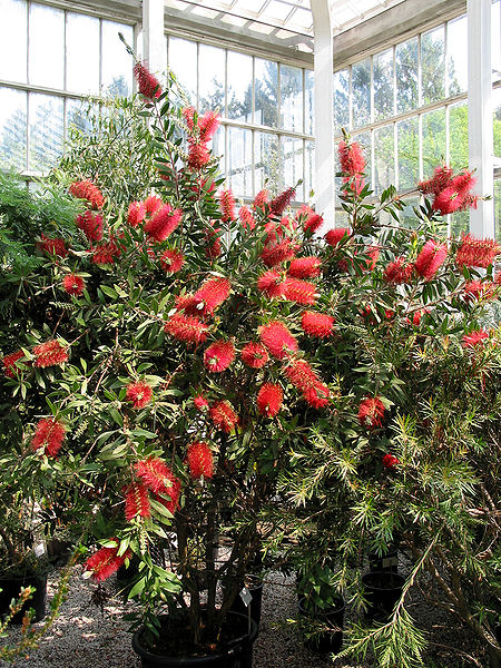 Callistemon Citrinus Splendens