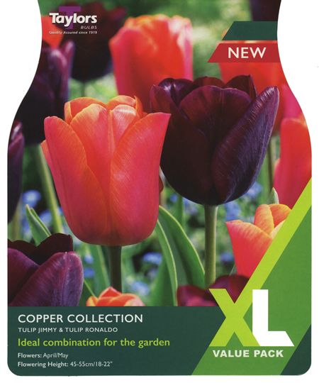 TULIP COPPER COLLECTION 12