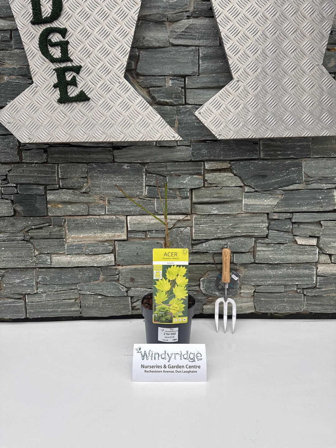Acer Shirasawanum Aureum - Trees - Windyridge Garden Centre