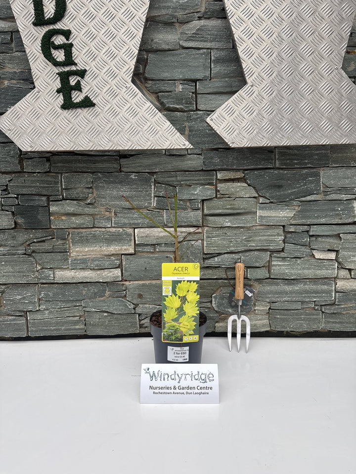 Acer Shirasawanum Aureum - Trees - Windyridge Garden Centre