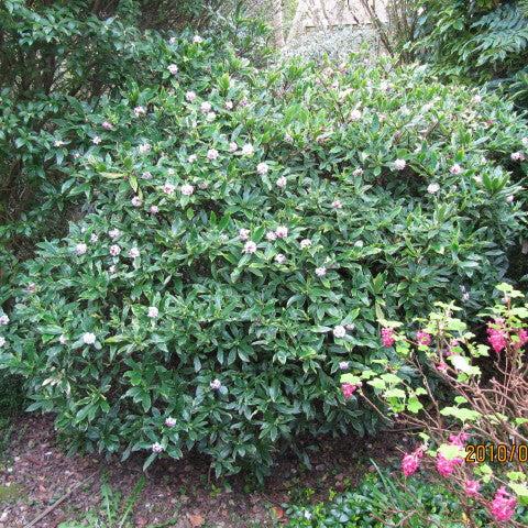 Daphne Trans. Pink Fragrance - Shrubs - Windyridge Garden Centre