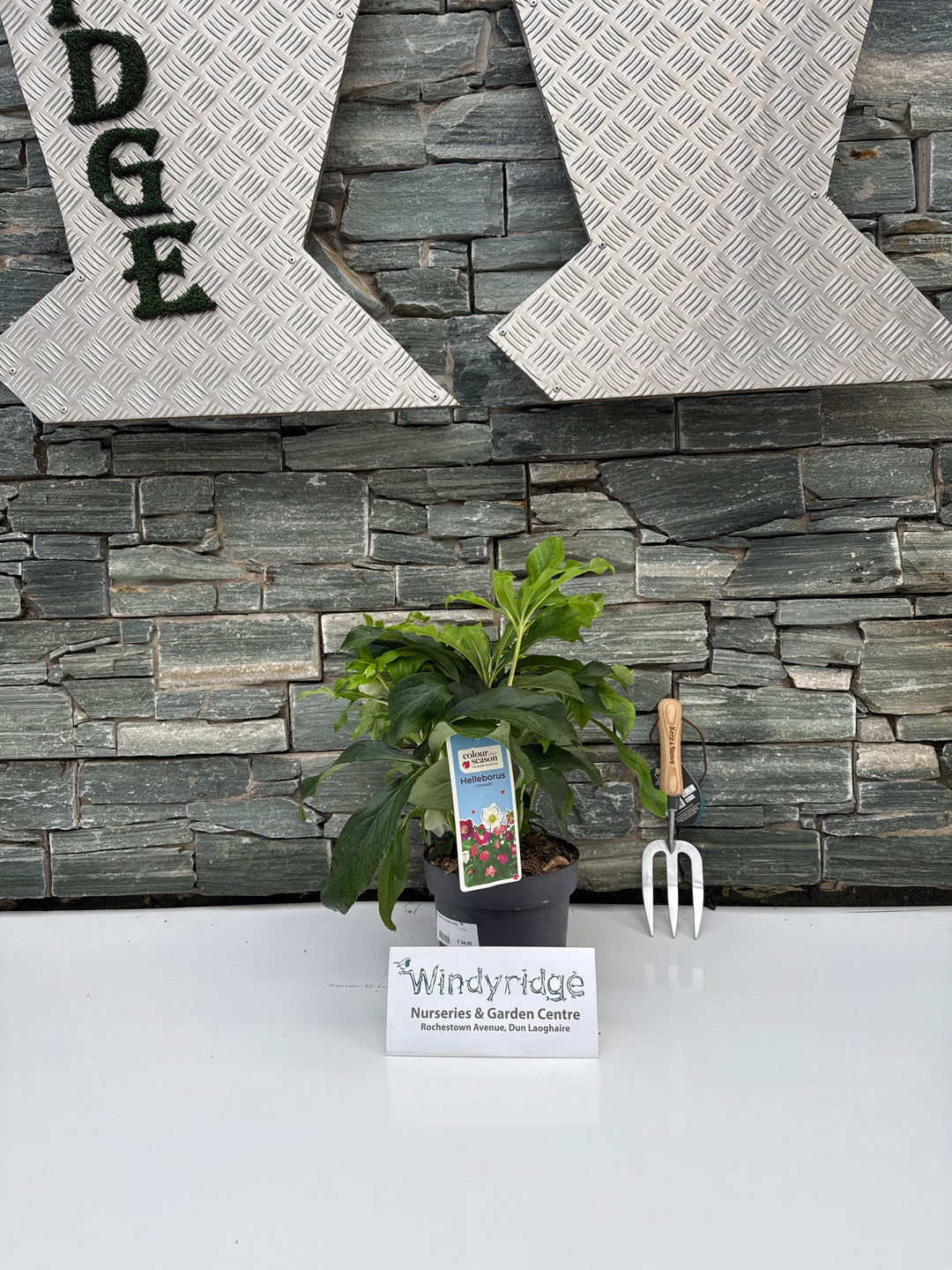 Helleborus orientalis white  3 Ltr pot