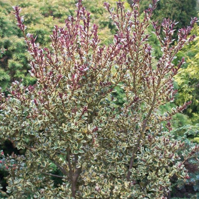 Luma Glanleam Gold - Shrubs - Windyridge Garden Centre