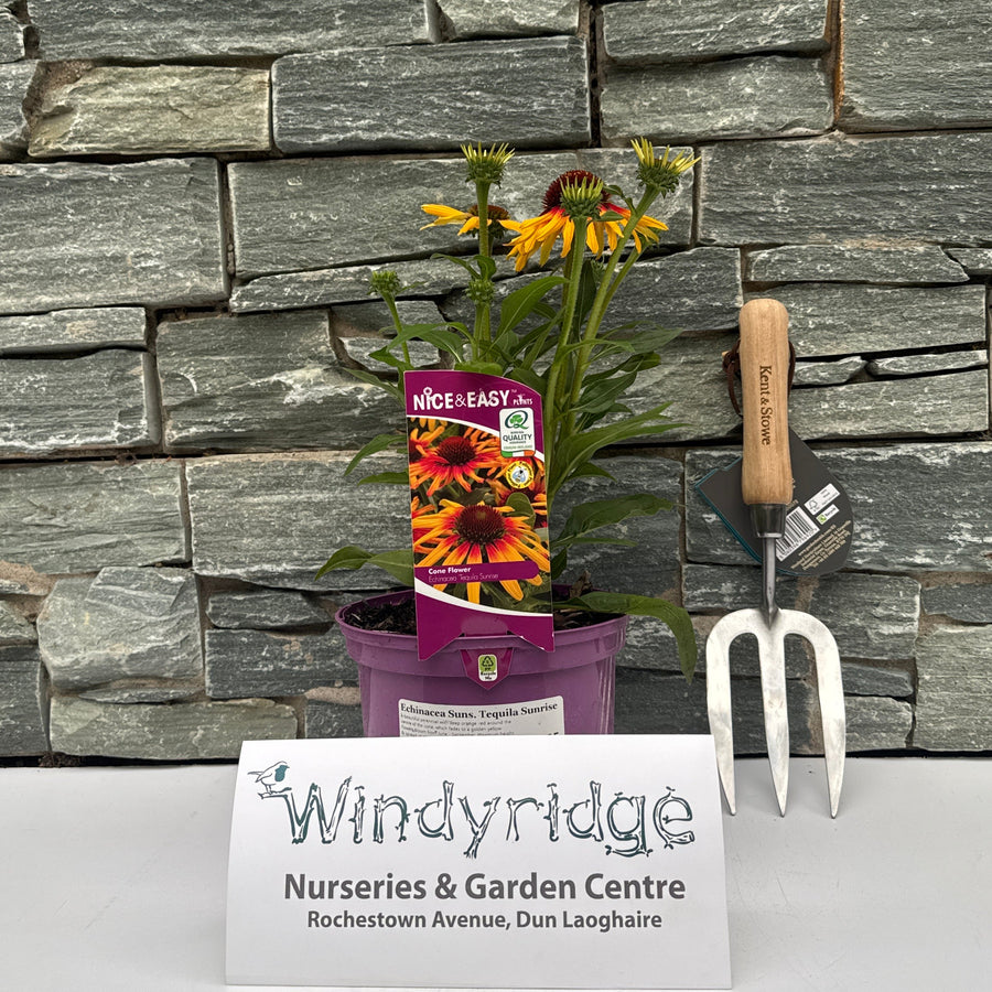 Echinacea Suns. Tequila Sunrise - Herbaceous - Windyridge Garden Centre