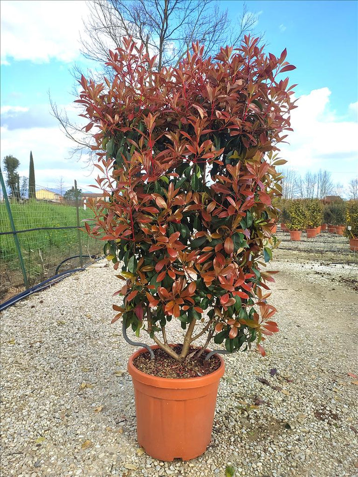 PHOTINIA SERR. CORALLO CLT 30      SPALLIERA IN METALLO H 85 X L 50 CM