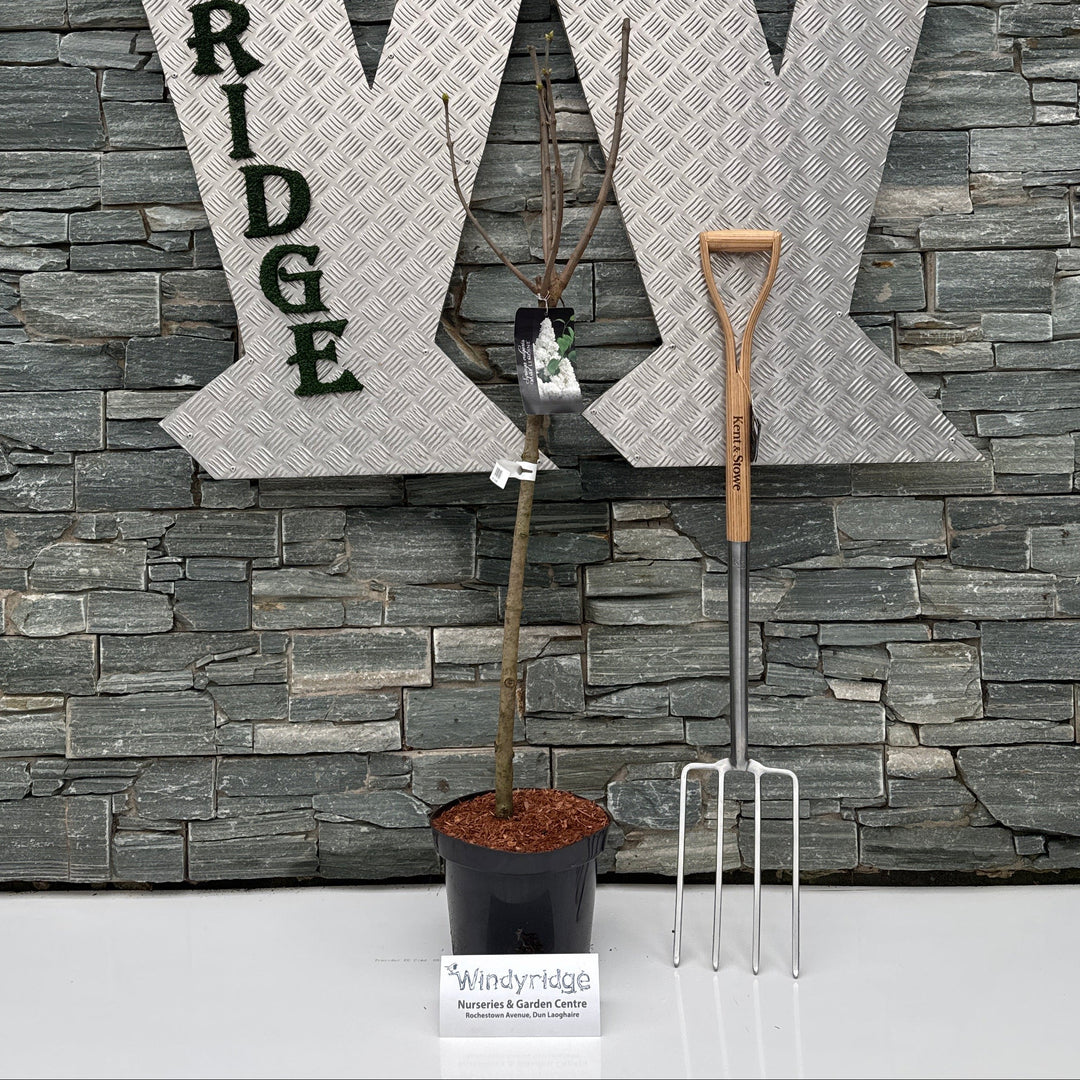 Decorative metal letter 'W' with 'Indy Ridge' text on a stone wall background