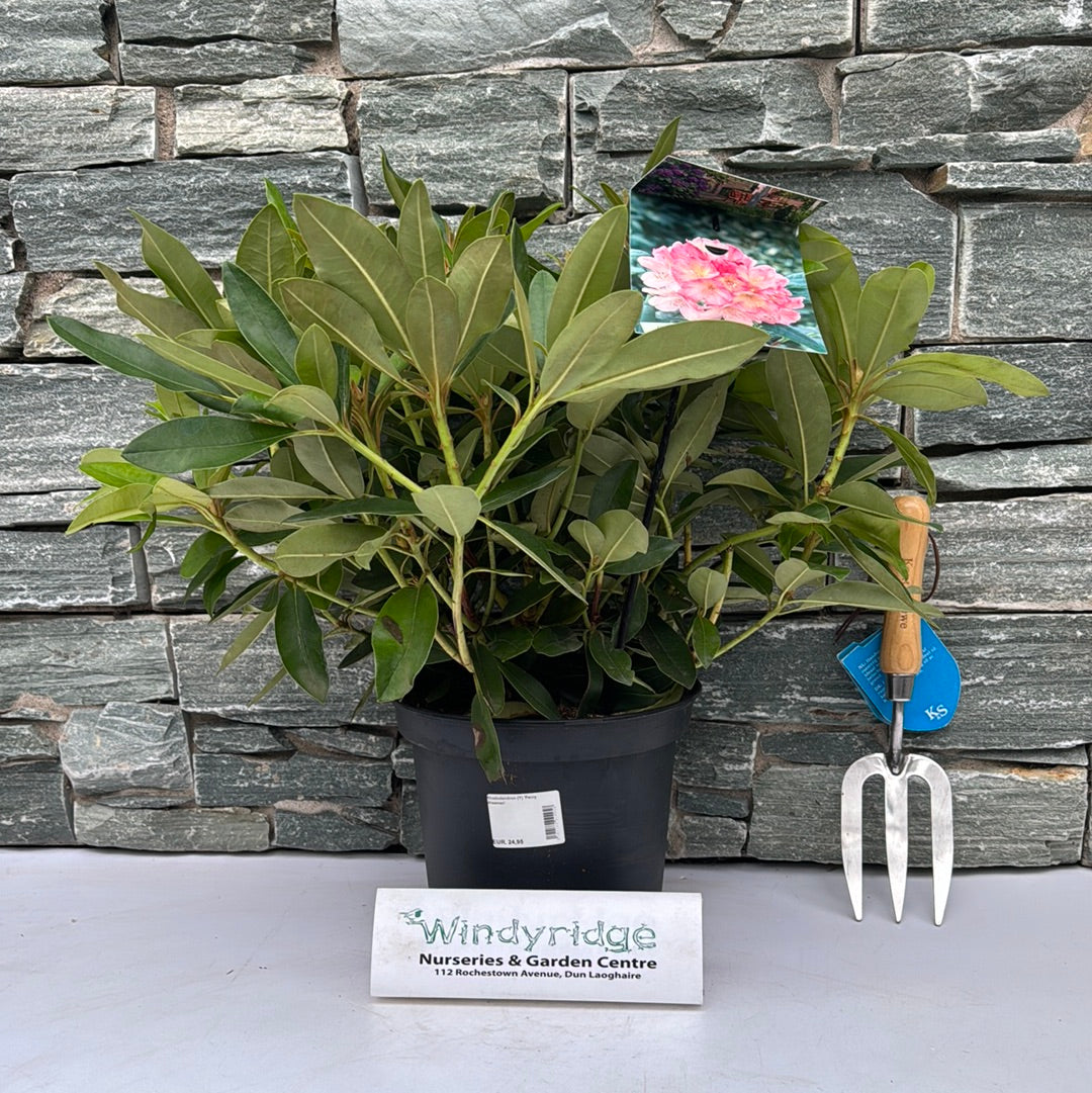 Rhododendron (Y) Percy Wiseman
