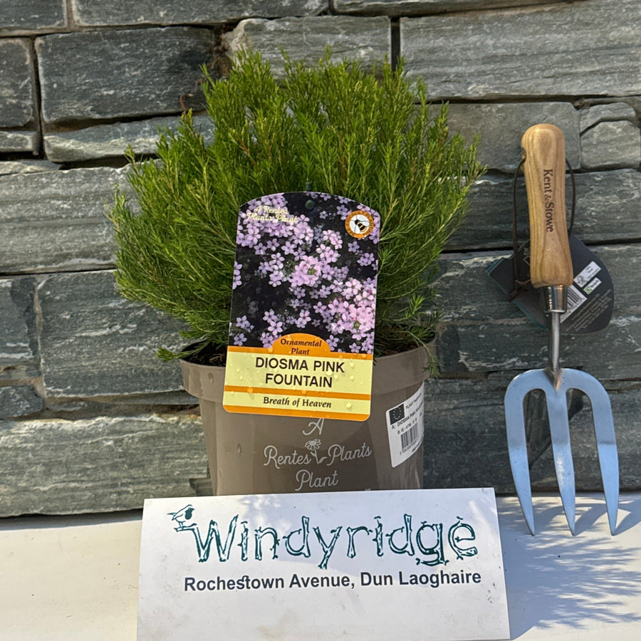 Diosma Pink Fountain- Shrubs - Windy Ridge Garden Centre