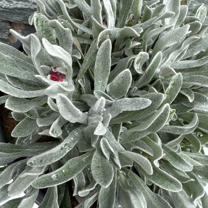 HELICHRYSUM Red Jewel