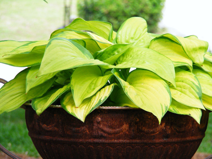 HOSTA Stained Glass