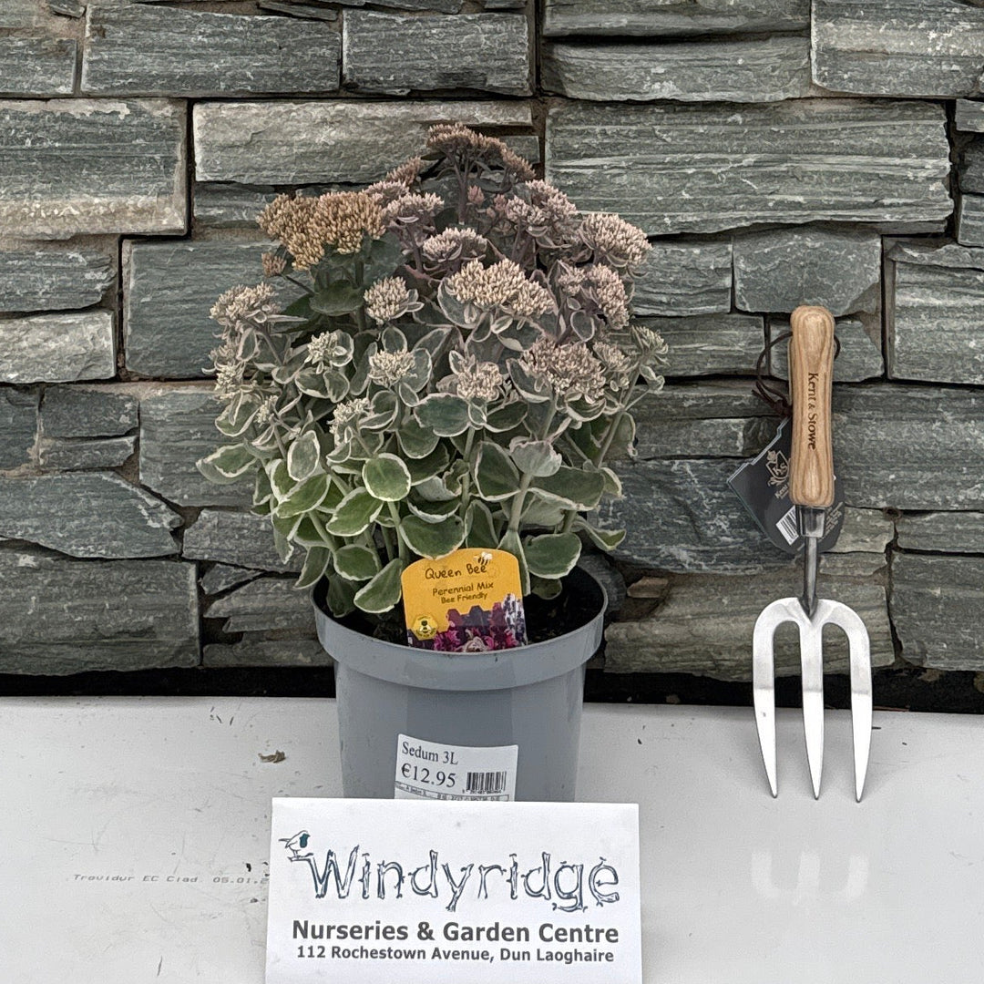 Sedum 3L
