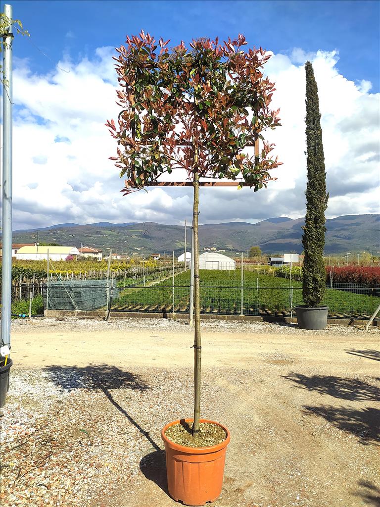 PHOTINIA SERR. RED ROBIN CLT 55   CIRC. TR. 10 - 12 CM  STD SPALL. LEGNO SU STELO 100 X 100 CM