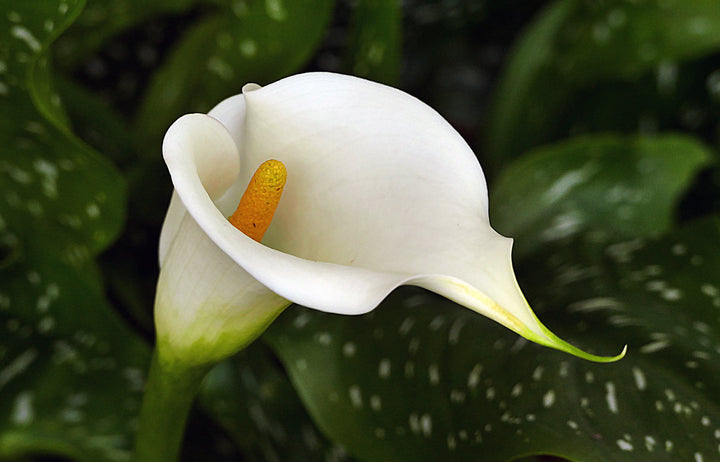 ZANTEDESCHIA aethiopica