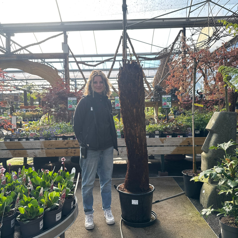 Dicksonia Antarctica 150Cm 5 Foot - Trees - Windyridge Garden Centre