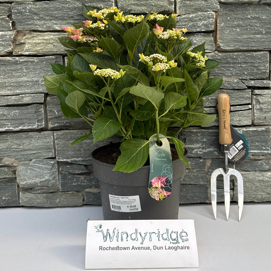 Hydrangea Macr. Teller Pink  P23, 7+ Flower - Shrubs - Windyridge Garden Centre