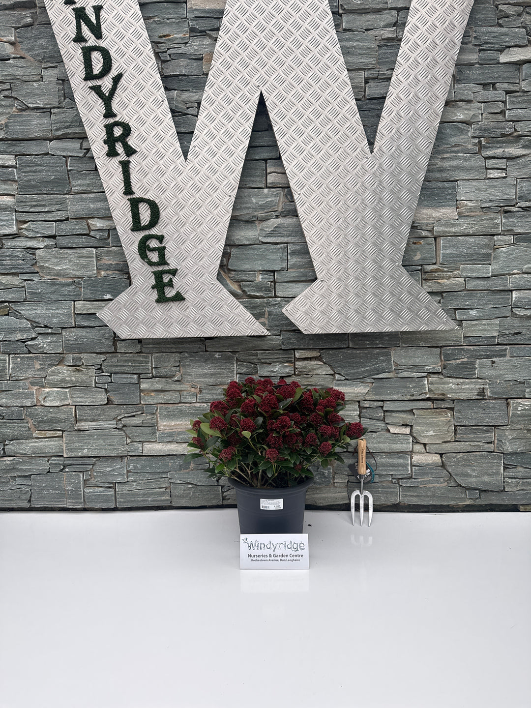 Skimmia jap. Red Dwarf  12 Ltr pot