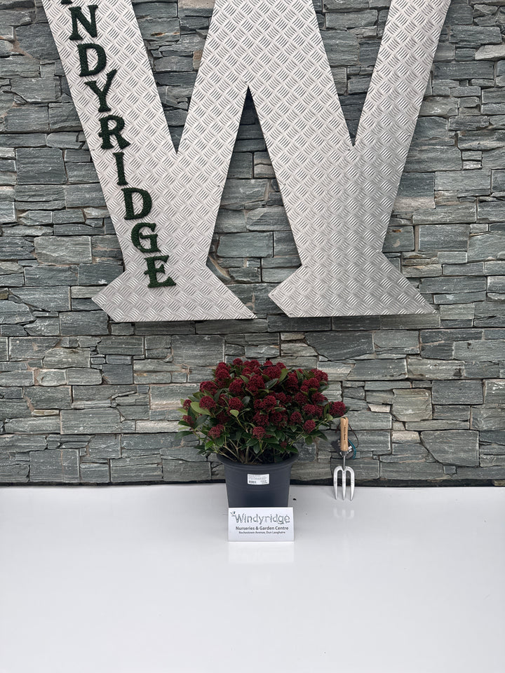 Skimmia jap. Red Dwarf  12 Ltr pot