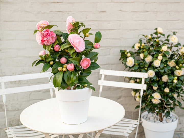 Camellia jap. Nuccios Cameo