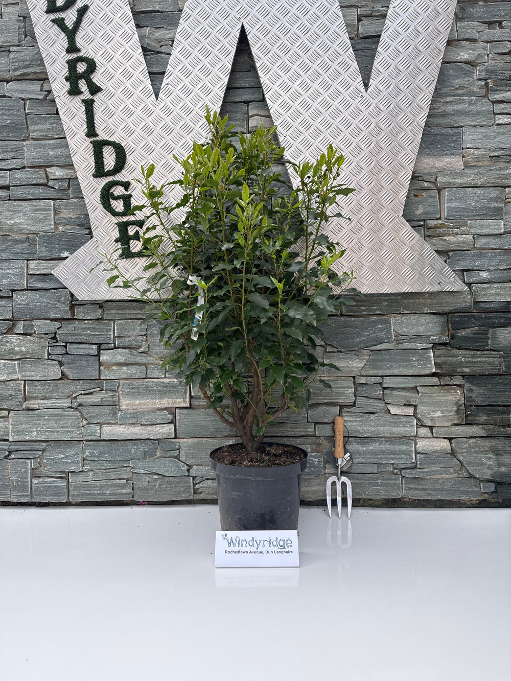 Prunus Lusitanica Angustifolia - Hedging - Windyridge Garden Centre