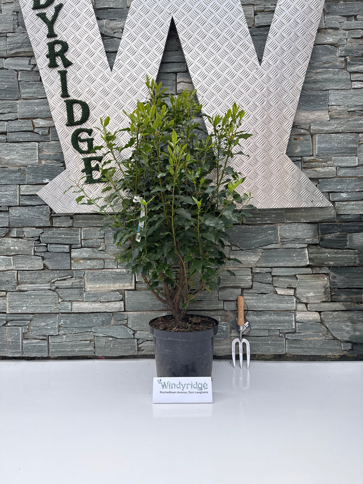 Prunus Lusitanica Angustifolia - Hedging - Windyridge Garden Centre