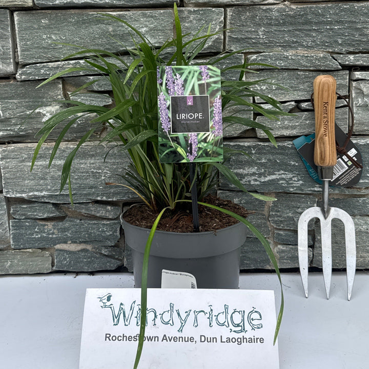 Lilyturf Liriope Muscari Moneymaker (2Ltr Pot)