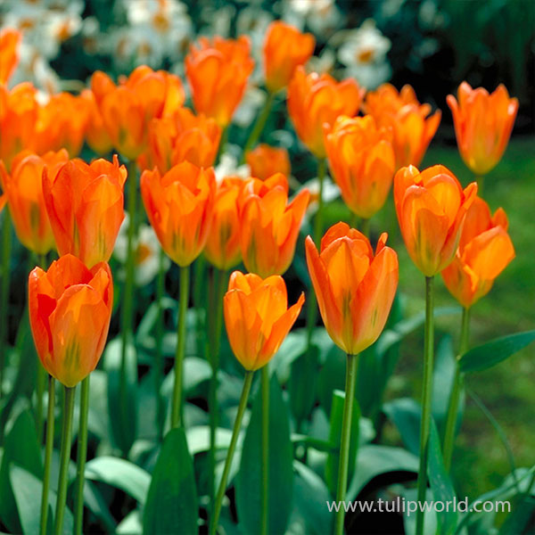 TULIP ORANGE BRILLIANT 9