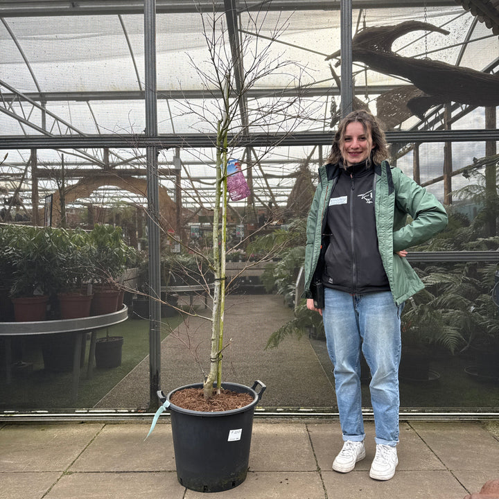 Acer pal. Red Pygmy 150-175 cm 35L