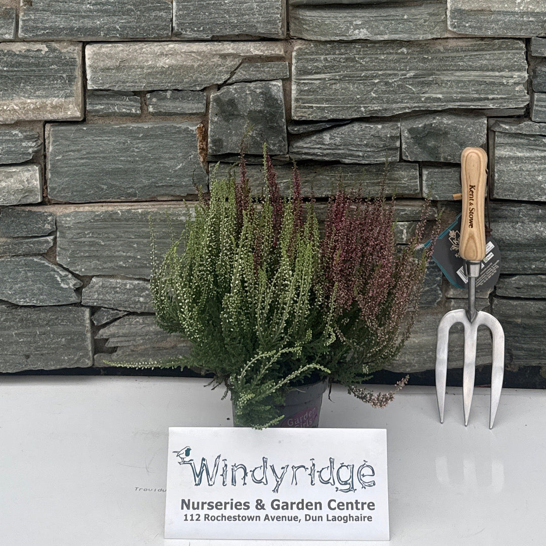 Calluna vulg. 'Garden Girls'® twin