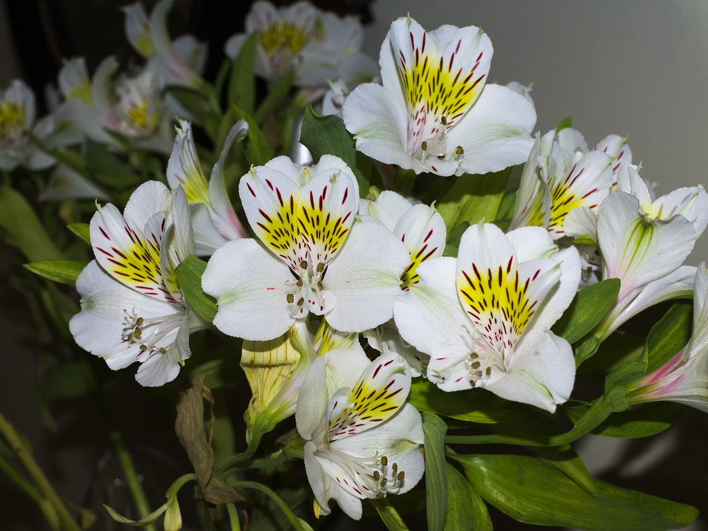 Alstroemeria Summer Sky