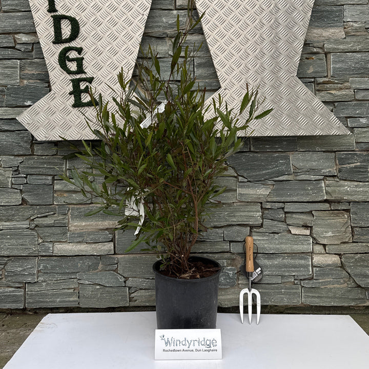 DODONEA visc. Purpurea