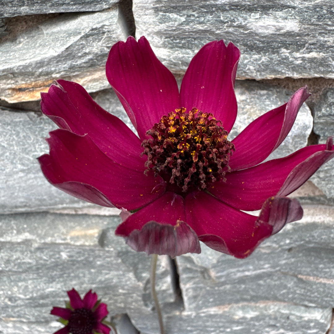 Cosmos 1.5ltr