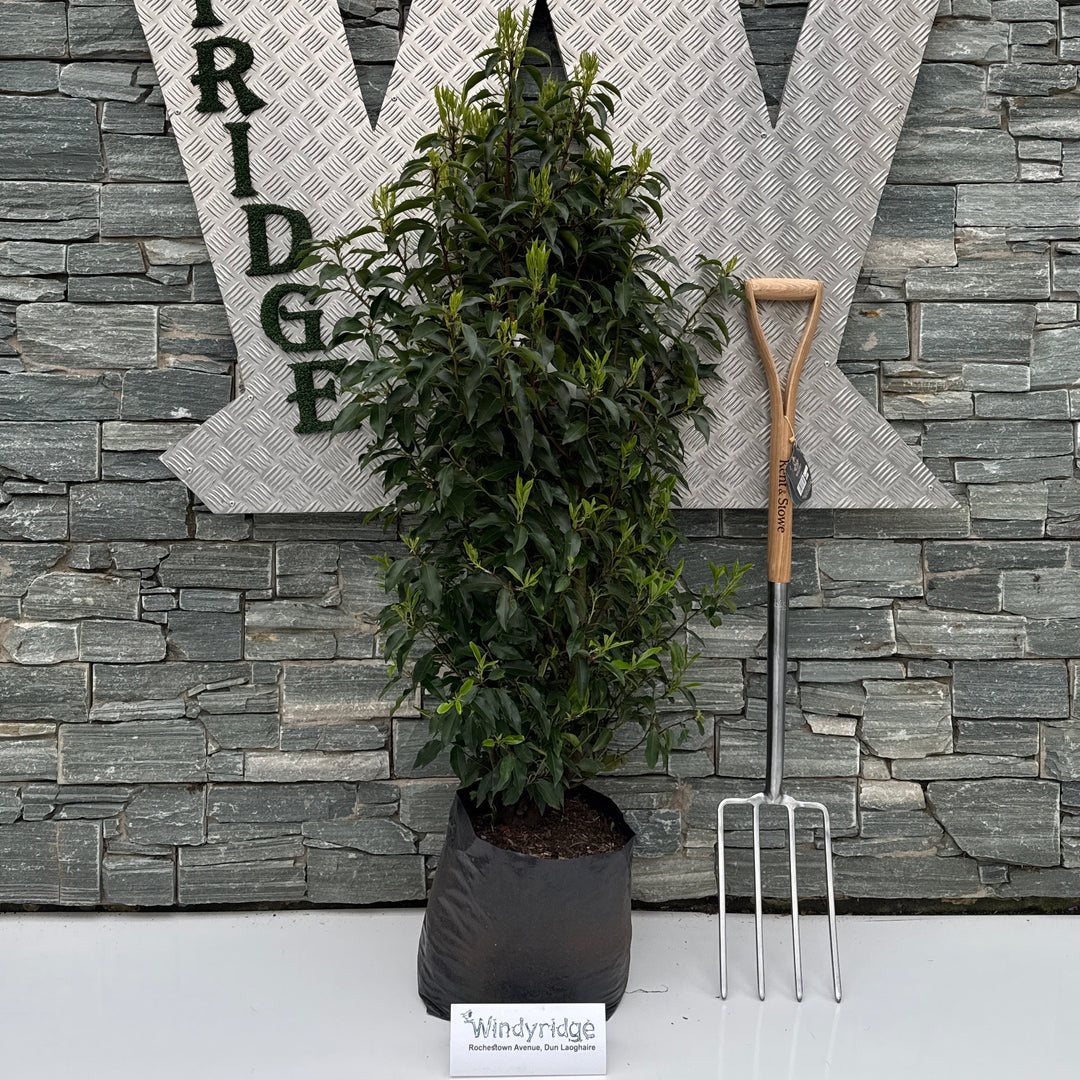 Prunus Lusitanica Angustifolia - Hedging - Windyridge Garden Centre