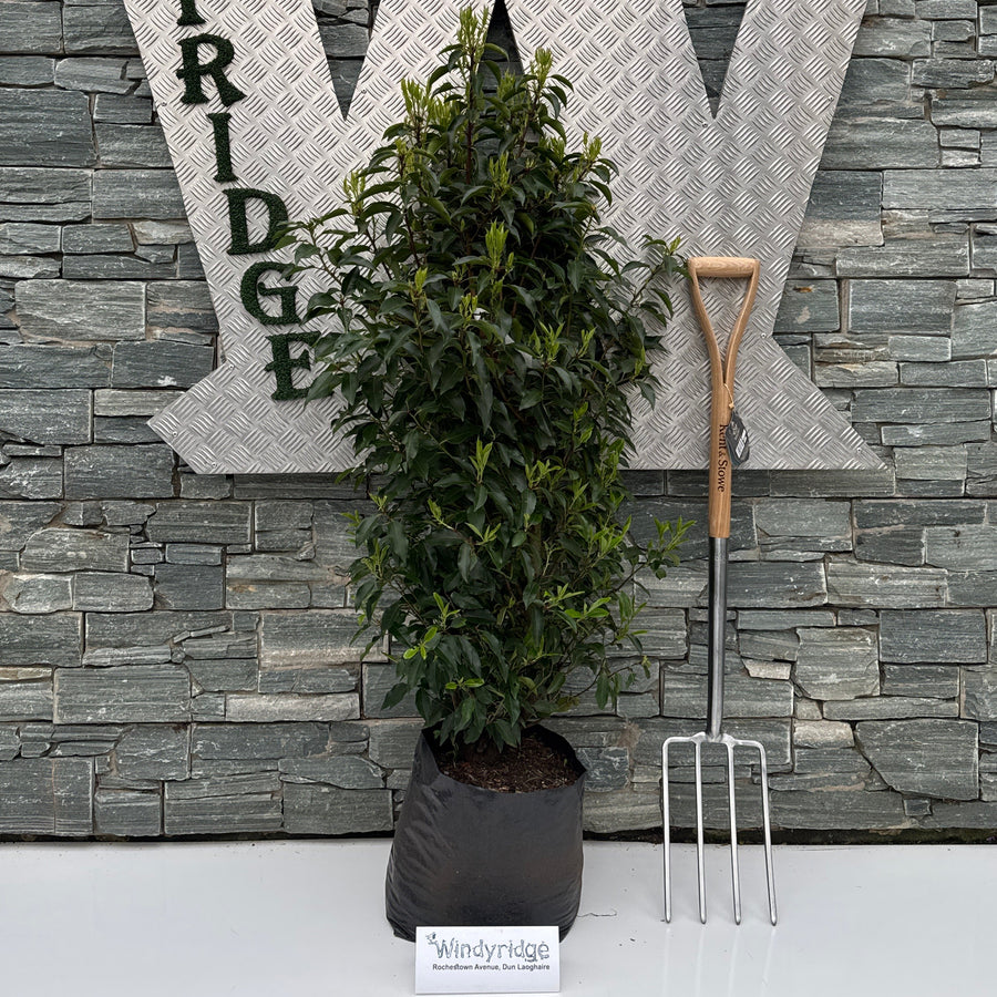 Prunus Lusitanica Angustifolia - Hedging - Windyridge Garden Centre