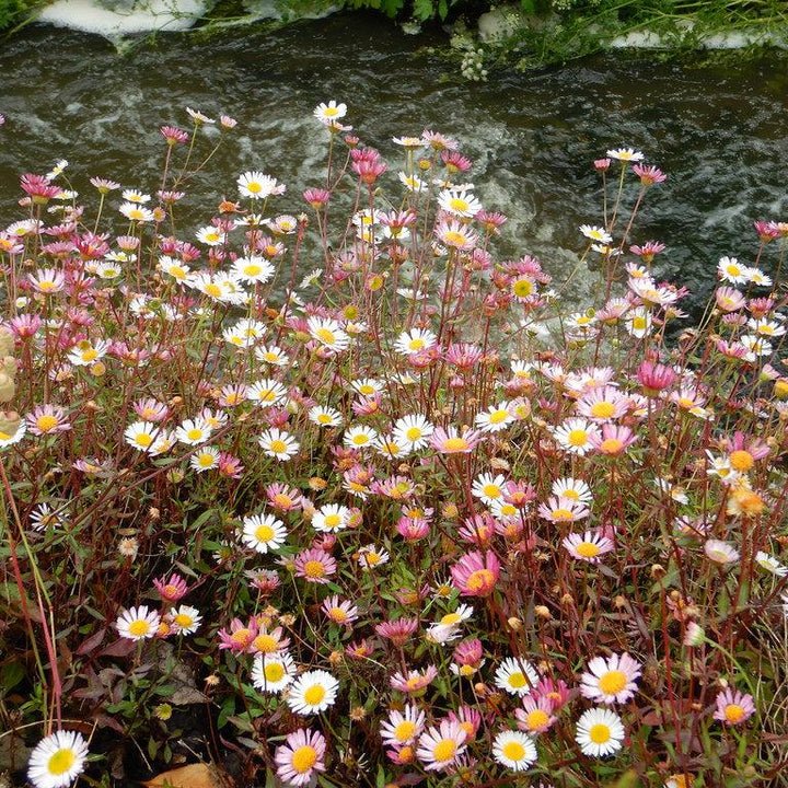 Erigeron-karvinskianus-Profusion-Flower-1