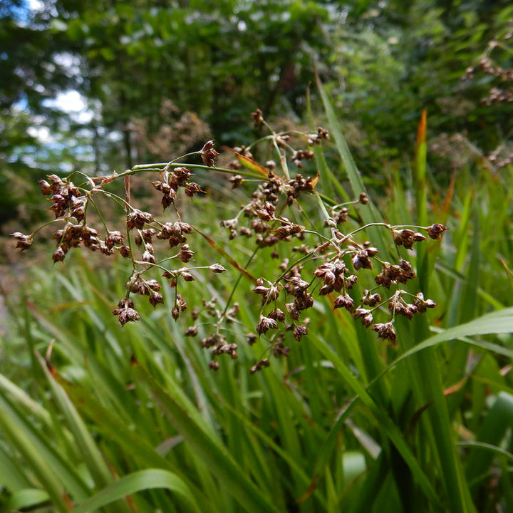 LUZULA sylvatica