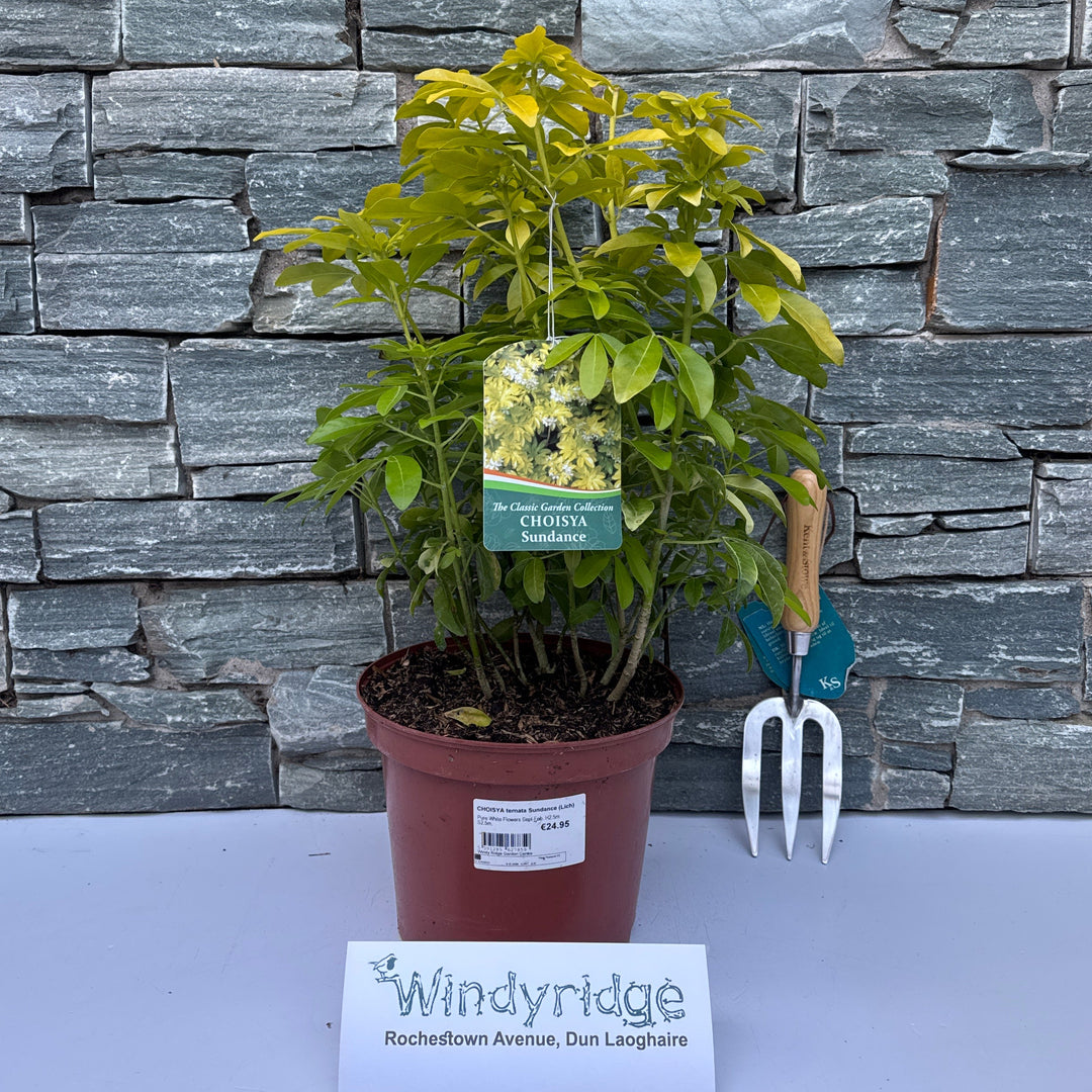 Choisya Ternata Sundance (Lich) - Shrubs - Windyridge Garden Centre