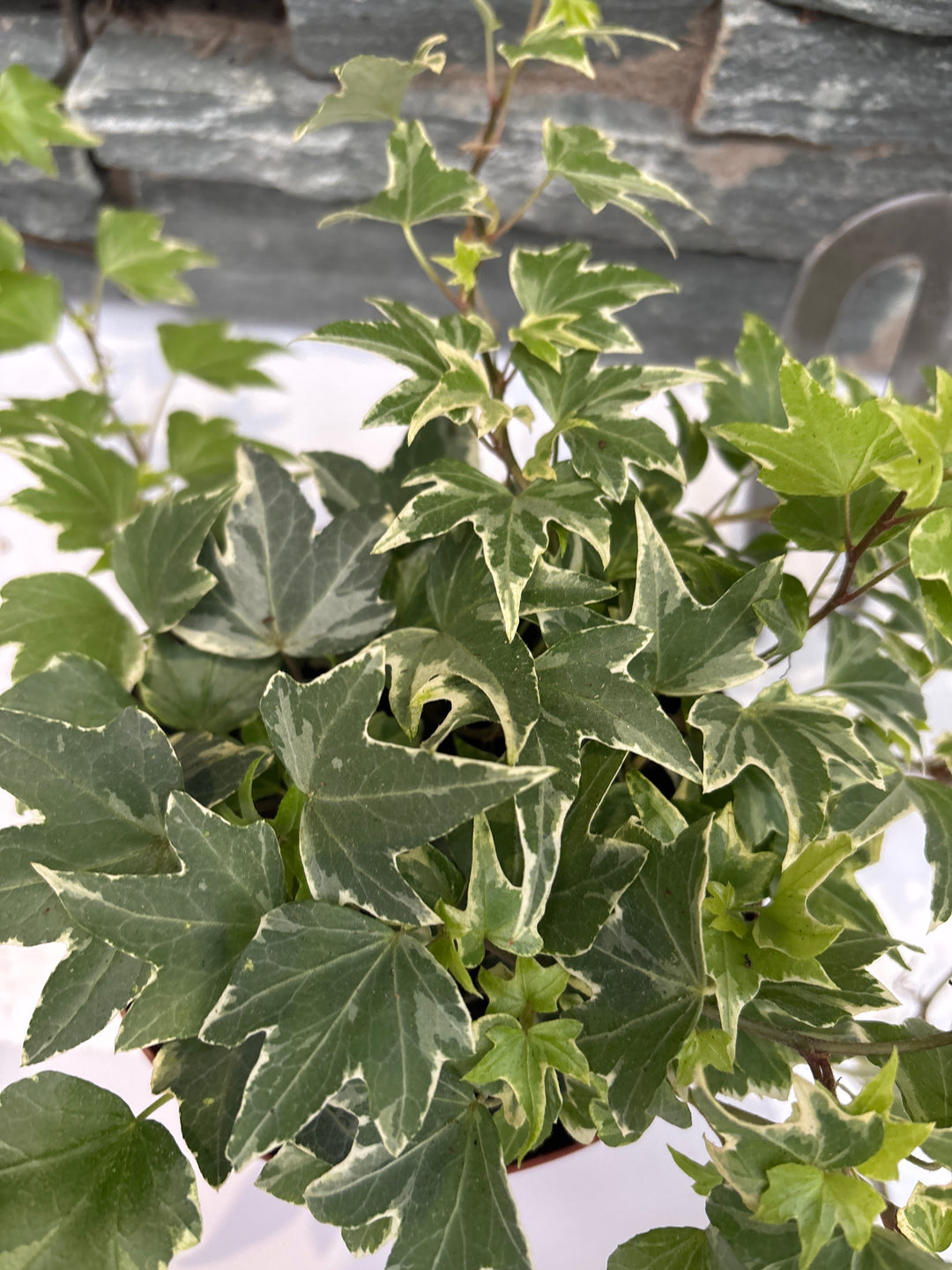 Hedera hel. Mona Lisa  P13