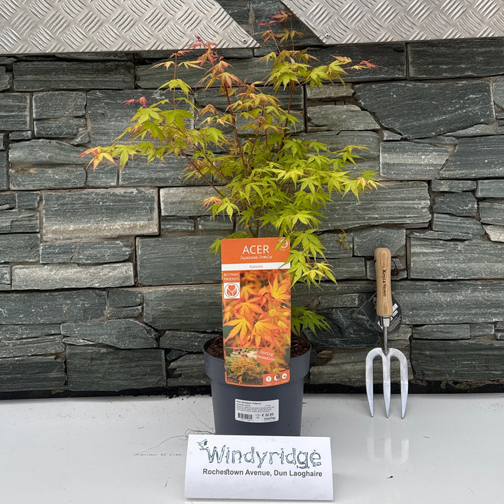 Acer Palmatum Katsura / 3 Ltr Pot - Trees - Windyridge Garden Centre