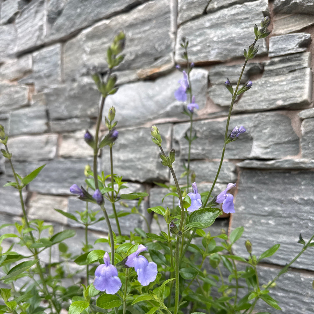 SALVIA m. Delice Aquamarine
