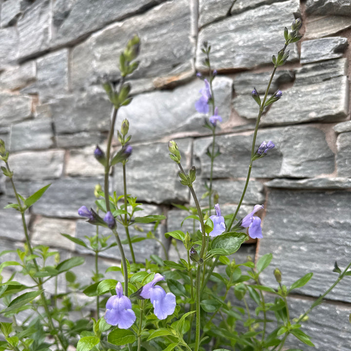 SALVIA m. Delice Aquamarine