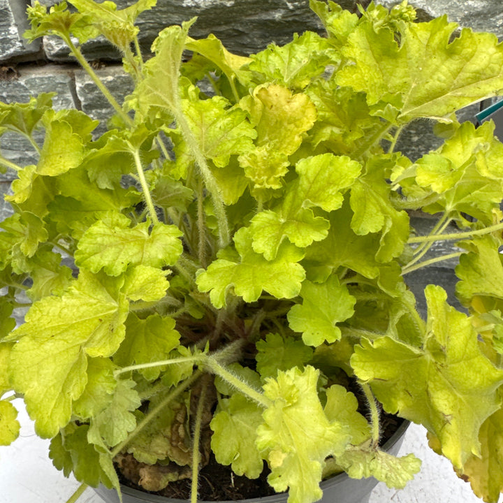 Heuchera Apple Twist  2 Ltr pot